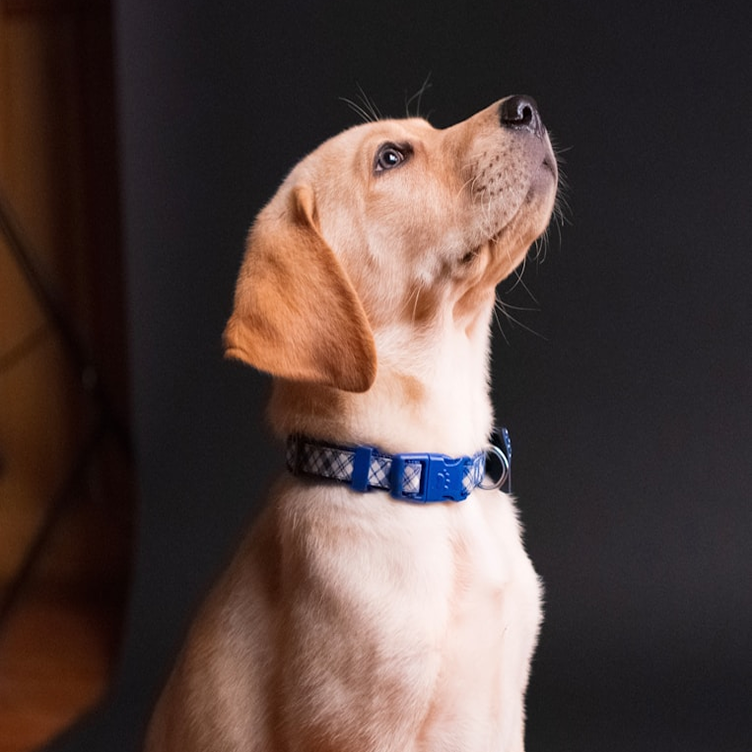 Pet Accessories